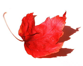 Red Leaf